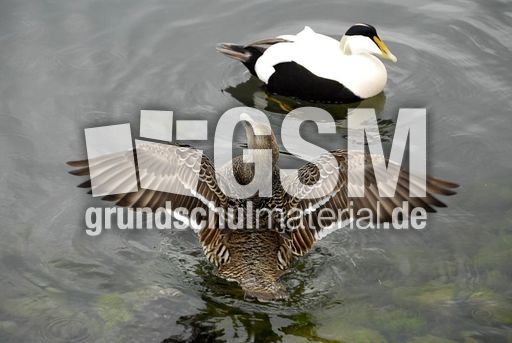 Eiderente (10 von 12).jpg